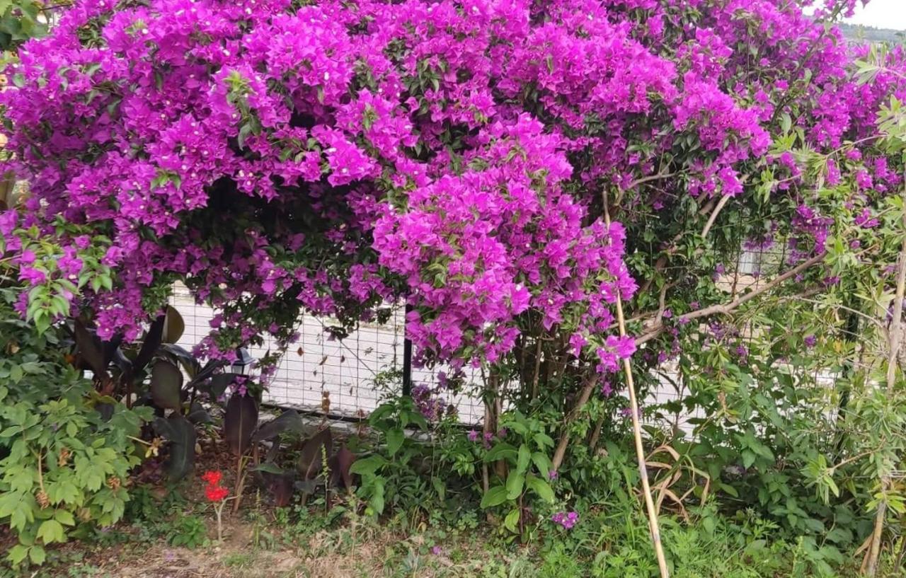 Pensjonat Garden House Kastellani Kastellanoi  Zewnętrze zdjęcie